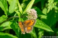 Oranje zandoogje-2